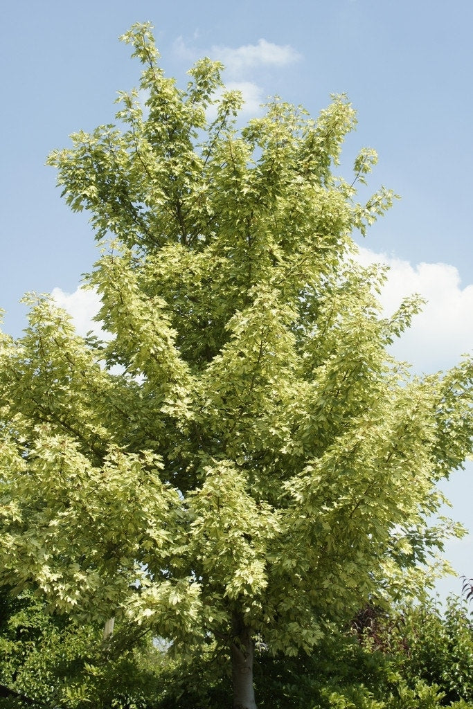  Bontbladige Esdoorn (Acer Pseudoplatanus 'Leopoldii')