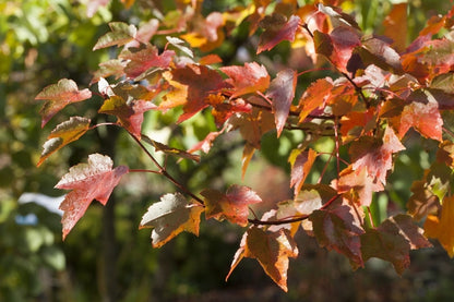  Rode Esdoorn (Acer Rubrum)
