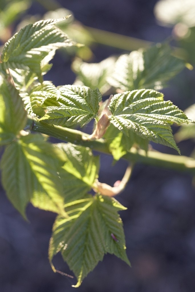  Japanse Slangehuidesdoorn Als Boom (Acer Rufinerve)
