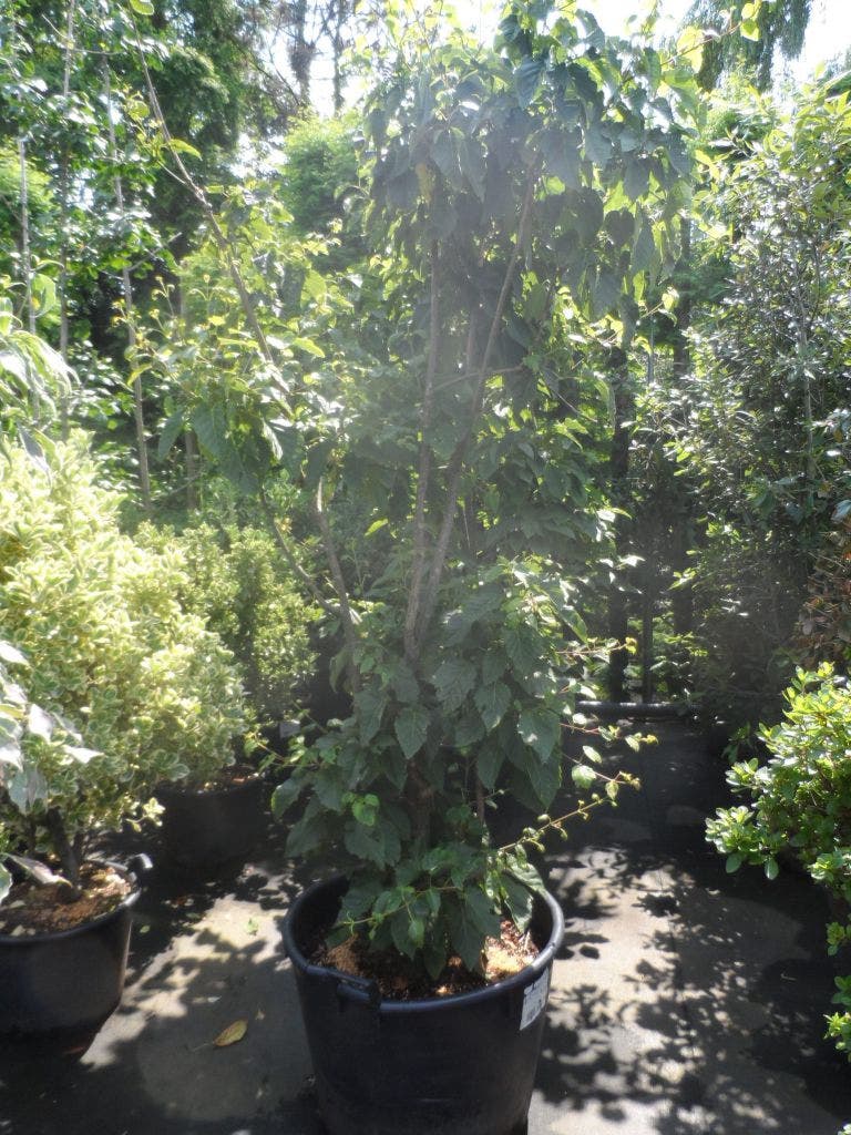  Japanse Slangehuidesdoorn Als Boom (Acer Rufinerve)