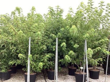 Zilver Esdoorn (Acer Saccharinum)
