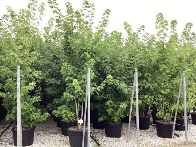  Zilver Esdoorn (Acer Saccharinum)