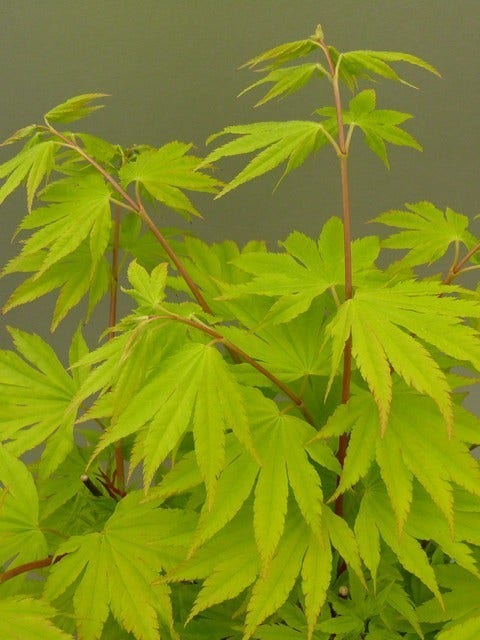  Japanse Esdoorn (Acer Shirasawanum 'Jordan')