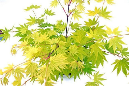  Japanse Esdoorn (Acer Shirasawanum 'Jordan')