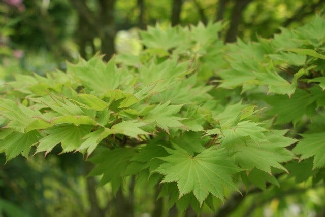  Japanse Esdoorn (Acer Shirasawanum 'Aureum')