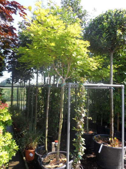  Japanse Esdoorn (Acer Shirasawanum 'Aureum')