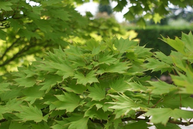  Japanse Esdoorn (Acer Shirasawanum 'Aureum')