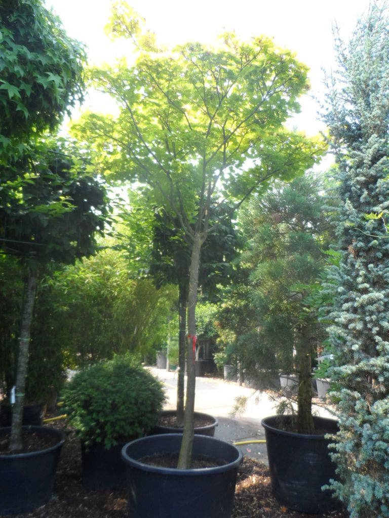  Japanse Esdoorn (Acer Shirasawanum 'Aureum')