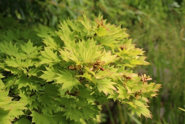  Japanse Esdoorn (Acer Shirasawanum 'Aureum')
