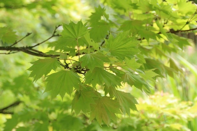  Japanse Esdoorn (Acer Shirasawanum 'Aureum')