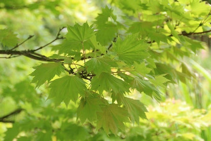  Japanse Esdoorn (Acer Shirasawanum 'Aureum')