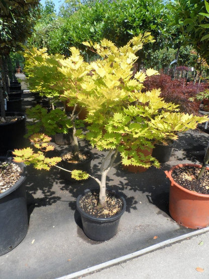  Japanse Esdoorn (Acer Shirasawanum 'Aureum')