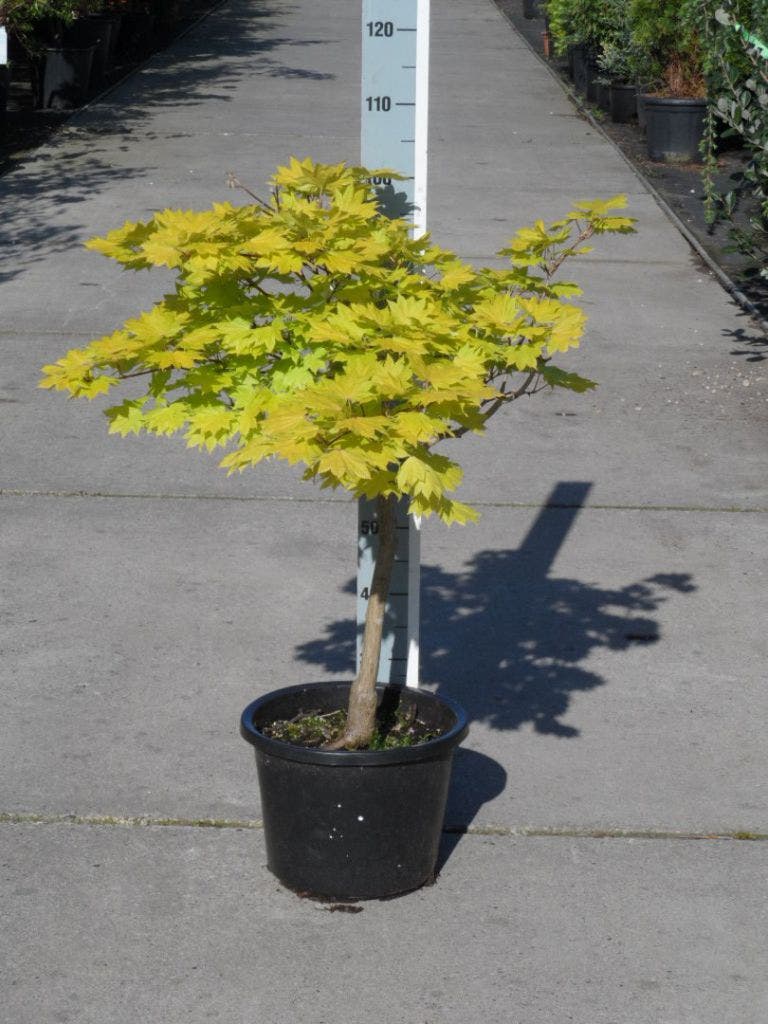 Japanse Esdoorn (Acer Shirasawanum 'Aureum')