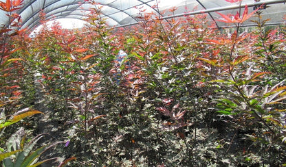  Japanse Esdoorn (Acer Palmatum 'Skeeter's Broom')