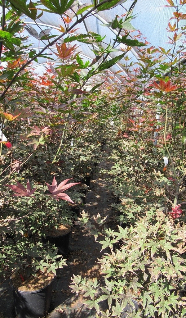  Japanse Esdoorn (Acer Palmatum 'Skeeter's Broom')