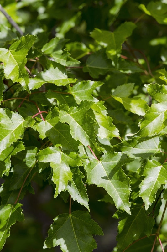  Esdoorn (Acer Tataricum 'Ginnala')