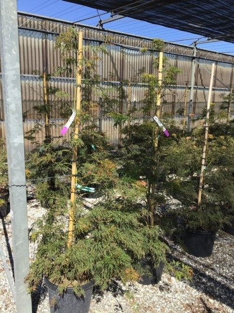  Japanse Esdoorn (Acer Palmatum 'Viridis')