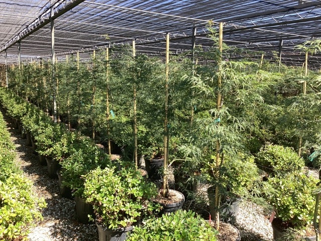  Japanse Esdoorn (Acer Palmatum 'Viridis')