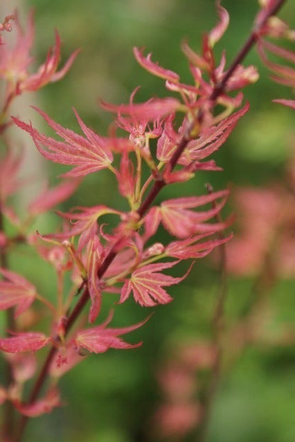  Japanse Esdoorn (Acer Palmatum 'Wilson's Pink Dwarf')