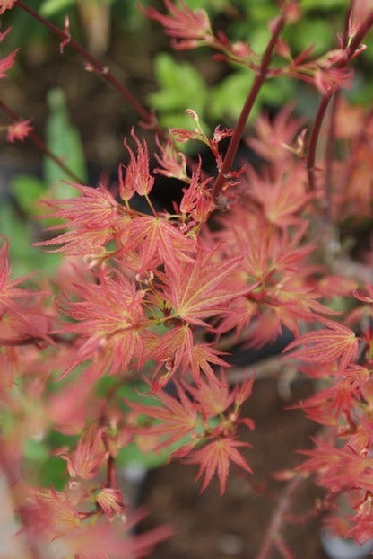  Japanse Esdoorn (Acer Palmatum 'Wilson's Pink Dwarf')