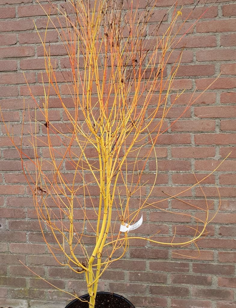  Japanse Esdoorn (Acer Palmatum 'Bi Hoo')