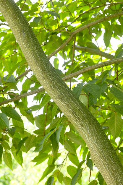  Chinese Esdoorn (Acer Davidii )