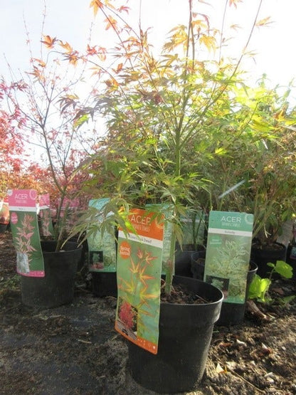  Japanse Esdoorn (Acer Palmatum 'Wilson's Pink Dwarf')