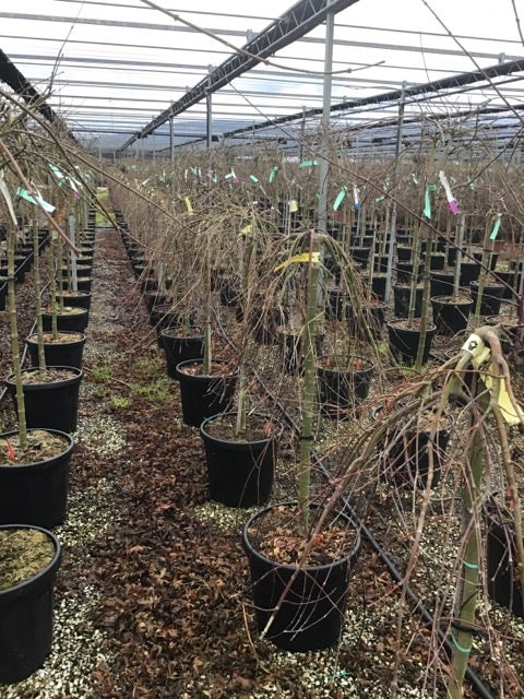  Japanse Esdoorn Op Stam (Acer Palmatum 'Ryusen')