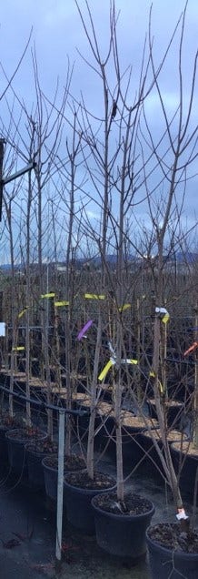  Zilver Esdoorn (Acer Saccharinum)
