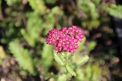 Duizendblad (Achillea Millefolium 'Red Velvet')