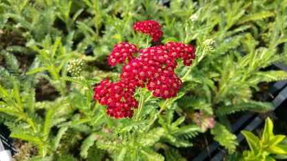  Duizendblad (Achillea Millefolium 'summerwine')