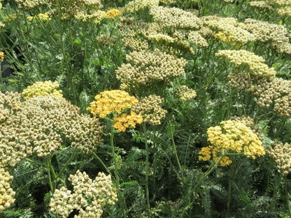  Duizendblad (Achillea Millefolium 'Terracotta')