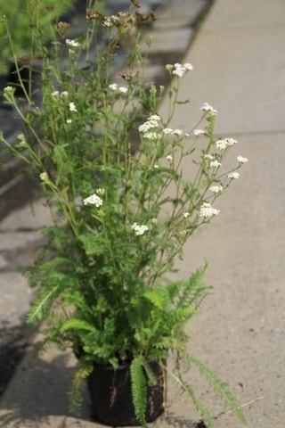  Duizendblad (Achillea Millefolium) BIO