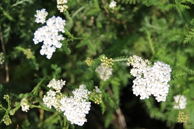  Duizendblad (Achillea Millefolium) BIO