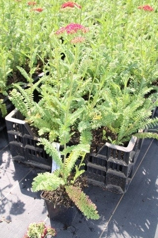  Duizendblad (Achillea Millefolium 'Red Velvet')