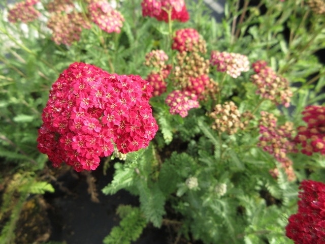  Duizendblad (Achillea Millefolium 'Red Velvet')