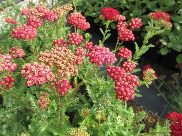  Duizendblad (Achillea Millefolium 'Red Velvet')