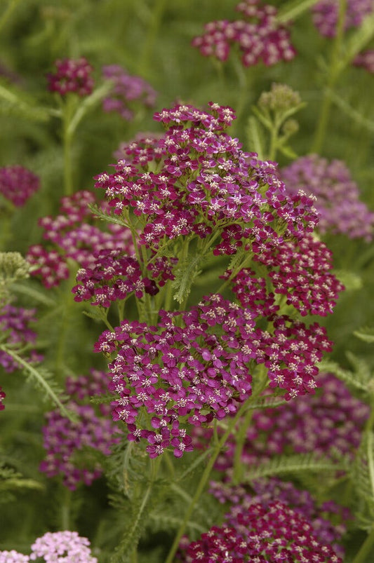  Duizendblad (Achillea Millefolium 'Sammetriese')