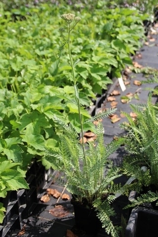  Duizendblad (Achillea Millefolium 'Terracotta')
