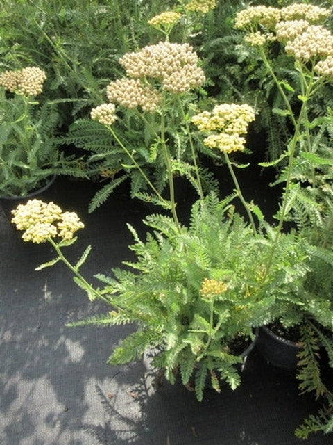  Duizendblad (Achillea Millefolium 'Terracotta')
