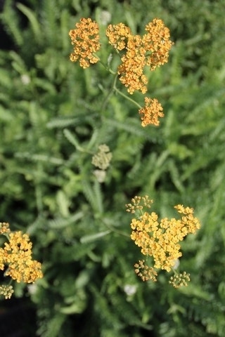  Duizendblad (Achillea Millefolium 'Terracotta')