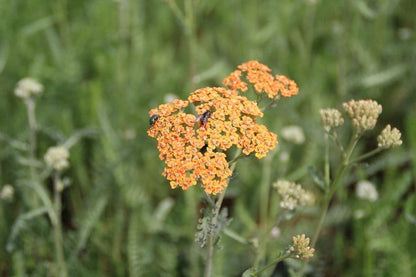  Duizendblad (Achillea Millefolium 'Terracotta')