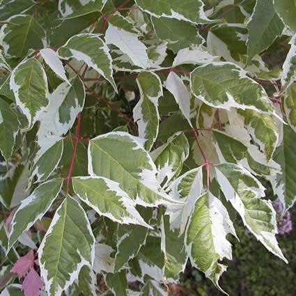  Zilverbonte Vederesdoorn (Acer Negundo 'Variegatum')