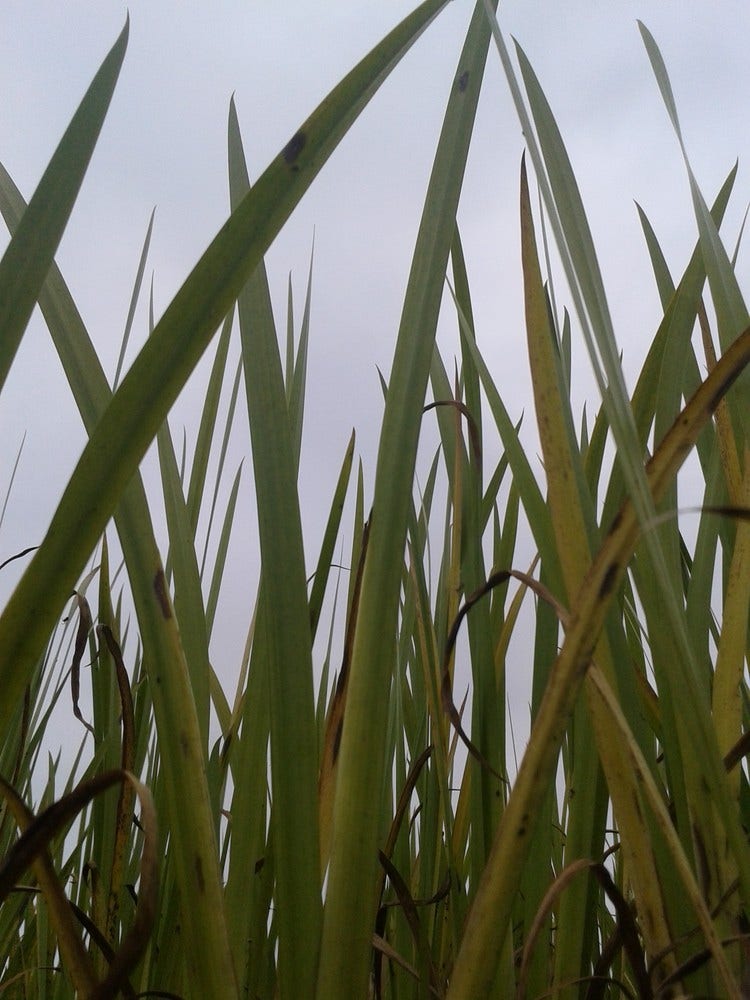  Kalmoes (Acorus Calamus)