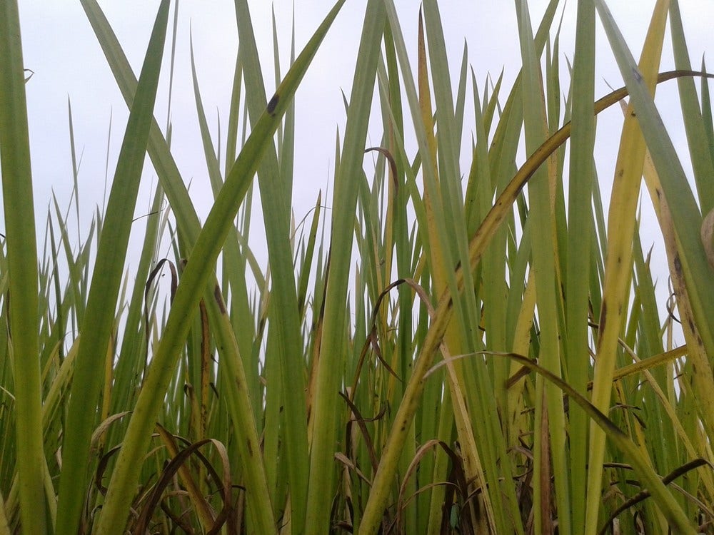  Kalmoes (Acorus Calamus)