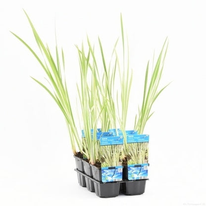  Bonte Kalmoes (Acorus Calamus 'Variegata')