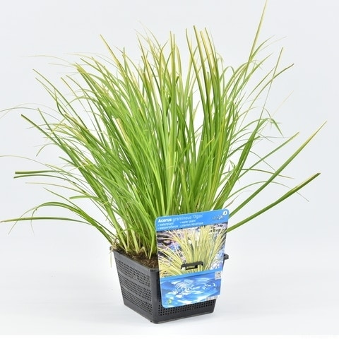  Dwergkalmoes (Acorus Gramineus 'Ogon') 