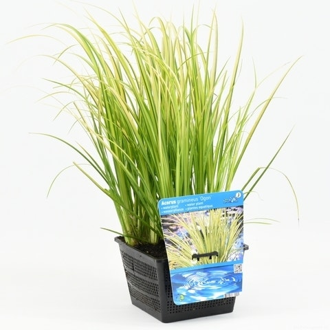  Dwergkalmoes (Acorus Gramineus 'Ogon') 