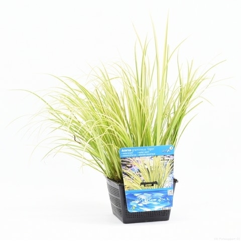  Dwergkalmoes (Acorus Gramineus 'Ogon') 