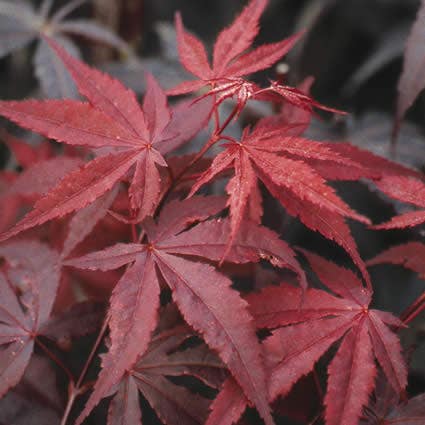  Japanse Esdoorn (Acer Palmatum 'Atropurpureum')